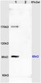 Phosducin-like protein antibody, orb100488, Biorbyt, Western Blot image 