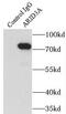 AT-Rich Interaction Domain 3A antibody, FNab00566, FineTest, Immunoprecipitation image 