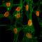 Histone H3 antibody, NBP2-61537, Novus Biologicals, Immunofluorescence image 