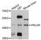 Prolactin-releasing peptide receptor antibody, abx126413, Abbexa, Western Blot image 