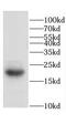 CETN2 antibody, FNab01593, FineTest, Western Blot image 