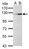 Zinc Finger Protein 711 antibody, NBP2-21045, Novus Biologicals, Western Blot image 