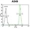 Hematological and neurological expressed 1 protein antibody, abx028314, Abbexa, Western Blot image 
