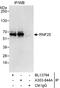 Ring Finger Protein 25 antibody, A303-844A, Bethyl Labs, Immunoprecipitation image 