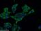 Ezrin antibody, 26056-1-AP, Proteintech Group, Immunofluorescence image 