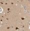 UNG1 antibody, FNab09265, FineTest, Immunohistochemistry frozen image 