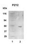 P2Y2R antibody, TA309786, Origene, Western Blot image 
