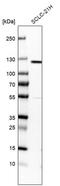 Diacylglycerol Kinase Zeta antibody, PA5-62385, Invitrogen Antibodies, Western Blot image 