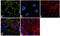 Desmoplakin antibody, 711223, Invitrogen Antibodies, Immunofluorescence image 