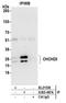 Coiled-Coil-Helix-Coiled-Coil-Helix Domain Containing 3 antibody, A305-497A, Bethyl Labs, Immunoprecipitation image 