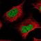 Zinc Finger Protein 470 antibody, NBP1-84324, Novus Biologicals, Immunocytochemistry image 