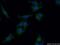 GDP-Mannose 4,6-Dehydratase antibody, 15442-1-AP, Proteintech Group, Immunofluorescence image 