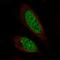 Chromosome 11 Open Reading Frame 71 antibody, HPA074787, Atlas Antibodies, Immunofluorescence image 