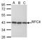 Replication Factor C Subunit 4 antibody, LS-C185585, Lifespan Biosciences, Western Blot image 