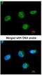 U2 Small Nuclear RNA Auxiliary Factor 1 antibody, NBP1-32515, Novus Biologicals, Immunofluorescence image 