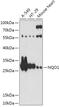 DT-diaphorase antibody, 13-015, ProSci, Western Blot image 