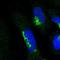 Rho GTPase Activating Protein 20 antibody, NBP1-81411, Novus Biologicals, Immunocytochemistry image 