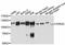 Purinergic Receptor P2X 5 antibody, abx126306, Abbexa, Western Blot image 