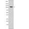 ELK antibody, abx215188, Abbexa, Western Blot image 
