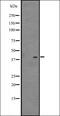 Neutrophil defensin 3 antibody, orb337324, Biorbyt, Western Blot image 