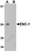 Ectoderm-neural cortex protein 1 antibody, TA306962, Origene, Western Blot image 