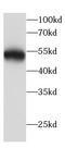 Beclin 1 antibody, FNab10414, FineTest, Western Blot image 