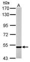 Protein Tyrosine Phosphatase Non-Receptor Type 5 antibody, GTX111209, GeneTex, Western Blot image 