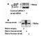 Stimulated by retinoic acid gene 6 protein antibody, orb19504, Biorbyt, Western Blot image 
