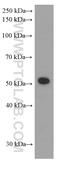 Autophagy protein 5 antibody, 60061-1-Ig, Proteintech Group, Western Blot image 