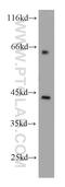 Actin Related Protein 2 antibody, 10922-1-AP, Proteintech Group, Western Blot image 
