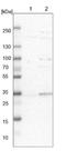 Serine dehydratase-like antibody, NBP1-87058, Novus Biologicals, Western Blot image 