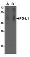PD-L1 antibody, M00109-3, Boster Biological Technology, Western Blot image 