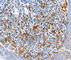 AIF1 antibody, A3160, ABclonal Technology, Immunohistochemistry paraffin image 