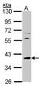 TATA-Box Binding Protein antibody, orb74193, Biorbyt, Western Blot image 