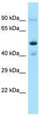 O-Sialoglycoprotein Endopeptidase Like 1 antibody, TA331776, Origene, Western Blot image 