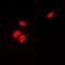 Cyclin-H antibody, orb393235, Biorbyt, Immunofluorescence image 