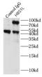 HBS1-like protein antibody, FNab03777, FineTest, Immunoprecipitation image 