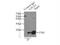 Complexin-1 antibody, 10246-2-AP, Proteintech Group, Immunoprecipitation image 