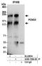 Pecanex 3 antibody, A305-728A-M, Bethyl Labs, Immunoprecipitation image 