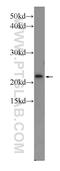Translocase Of Inner Mitochondrial Membrane 23 antibody, 11123-1-AP, Proteintech Group, Western Blot image 