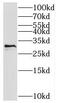 HIV-1 Tat Interactive Protein 2 antibody, FNab08714, FineTest, Western Blot image 