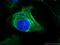 Keratin 6A antibody, 10590-1-AP, Proteintech Group, Immunofluorescence image 