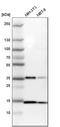 Single-stranded DNA-binding protein, mitochondrial antibody, HPA002866, Atlas Antibodies, Western Blot image 