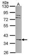 Dual specificity protein phosphatase 6 antibody, TA308575, Origene, Western Blot image 
