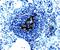 Cellular Communication Network Factor 4 antibody, PA5-47183, Invitrogen Antibodies, Immunohistochemistry frozen image 