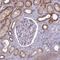 Probable ergosterol biosynthetic protein 28 antibody, HPA043172, Atlas Antibodies, Immunohistochemistry paraffin image 
