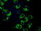 Mitochondrial Translational Release Factor 1 Like antibody, TA501067, Origene, Immunofluorescence image 