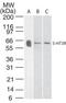 5-Hydroxytryptamine Receptor 3A antibody, TA336339, Origene, Western Blot image 