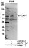 Bifunctional coenzyme A synthase antibody, A305-482A, Bethyl Labs, Immunoprecipitation image 