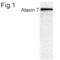 Ataxin 7 antibody, PA1-749, Invitrogen Antibodies, Western Blot image 